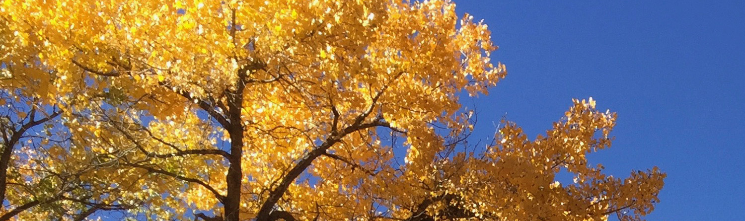 Golden cottonwoods against the blue sky